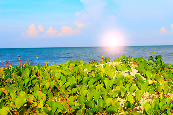 포토 JPG 해외이미지 나무 구름 모래 파도 바다 섬 여행 하늘색 잎 요트 교통시설 자연 하늘 낚시 손바닥 풍경 사람없음 초록색 물 여름 파란색 태양 맑음 중국 바위 만 보트 서핑 산호 속도 함선 코코넛 세이셸 석호 로스앤젤레스 이국적 파라다이스 해외202004 해외포토 자연요소 식물 손 계절 아시아 컬러 교통 배_교통 과일 아프리카 레저 날씨 미국 돌_바위 수상스포츠 자포동물 시설 생태계 파일형식 이미지허브