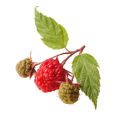 포토 JPG 해외이미지 열매 음식 잎 다이어트 사람없음 초록색 농장 흰색 나뭇가지 달콤 유기농 산딸기 고립 숙성 디테일 해외202004 해외포토 나무 식물 웰빙 컬러 농업 과일 건강 맛 파일형식 이미지허브