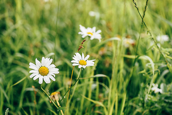 포토 JPG 해외이미지 식물 공원 꽃잎 꽃 줄기 백그라운드 꽃무늬 밭 자연 발렌타인데이 건강 선물 잔디 사람없음 야외 장식 여름 컬러풀 햇빛 약 노란색 정원 봄 들꽃 벚꽃 흰색 시골 축하 신선 신용카드 개화 우아함 꽃집 허브 에코 데이지 블러 소셜네트워크 캐모마일 해외202004 해외포토 계절 공공시설 컬러 컨셉 무늬 농업 의학 데이이벤트 금융 태양 환경 상점 생태계 파일형식 이미지허브