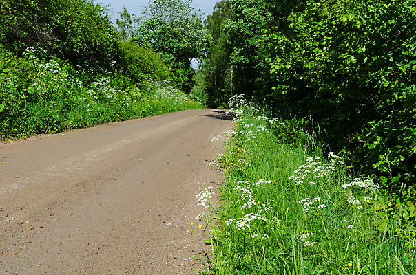포토 JPG 해외이미지 계절 꽃 도로 여행 자연 스웨덴 풍경 사람없음 야외 초록색 여름 평화 맑음 봄 탐험 시골 숲 먼지 장면 생태학 흙길 그리너리 해외202004 해외포토 식물 교육 길 컬러 컨셉 교통시설 날씨 북유럽 흙 생태계 파일형식 트랜드컬러 이미지허브