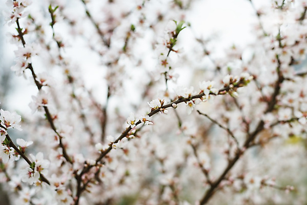 포토 JPG 해외이미지 나무 식물 계절 꽃잎 꽃 줄기 분홍색 백그라운드 잎 오렌지 자연 하늘 새로움 사람없음 야외 초록색 파란색 노란색 머리 우주 일본 봄 성장 벚꽃 흰색 나뭇가지 축하 신선 개화 체리 사과 보케 슛 부드러움 꽃수술 처음 해외202004 해외포토 아시아 컬러 컨셉 과일 신체부위 감각 생태계 파일형식 이미지허브