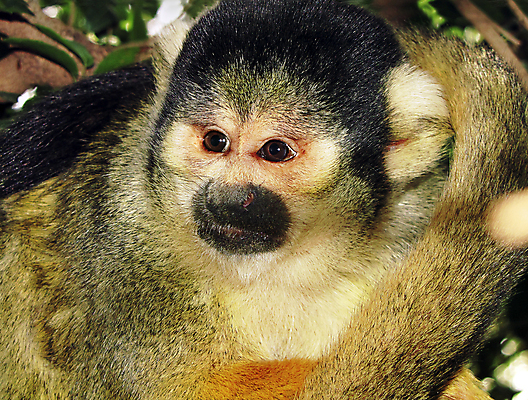 포토 JPG 해외이미지 동물 캐릭터 응시 야생동물 어린이 신체 포유류 자연 털 동물원 사람없음 초록색 흰색 원숭이 아기 잡기 닫기 숲 작음 유인원 궤 사방 특별함 해외202004 해외포토 시선 컬러 컨셉 모션 사람 크기 생태계 파일형식 이미지허브