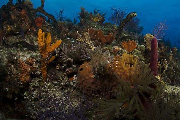 포토 JPG 해외이미지 바다 백그라운드 자연 사람없음 물 파란색 수중 산호 다이빙 소금 암초 대서양 바하마 소금물 침몰 해외202004 해외포토 자연요소 컬러 수영 자포동물 생태계 수중스포츠 파일형식 이미지허브