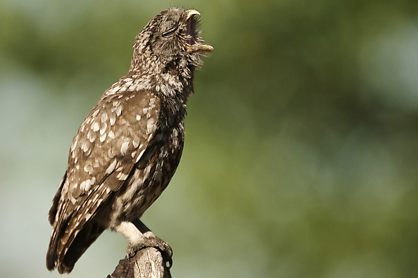 포토 JPG 해외이미지 나무 동물 응시 야생동물 자연 조류 앉기 사람없음 농경지 갈색 환경 어둠 시골 관찰 행운 습지 작음 먹이 육식동물 부엉이 경보 해외202004 해외포토 식물 시선 컬러 컨셉 모션 농장 크기 생태계 파일형식 이미지허브