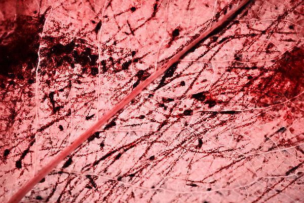 포토 JPG 해외이미지 디자인 계절 종이 분홍색 백그라운드 잎 꽃무늬 패턴 자연 추상 미술 사람없음 목재 장식 빨간색 컬러풀 가을 숲 오브젝트 그림 질감 내추럴 핸드메이드 해외202004 해외포토 나무 식물 꽃 컬러 무늬 재료 문화예술 생태계 파일형식 이미지허브