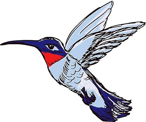 EPS 해외이미지 동물 야생동물 날개 일러스트 자연 조류 작음 만화 스케치 깃털 부리 손그림 벌새 해외202004 해외일러스트 미술 크기 생태계 파일형식 벡터 이미지허브