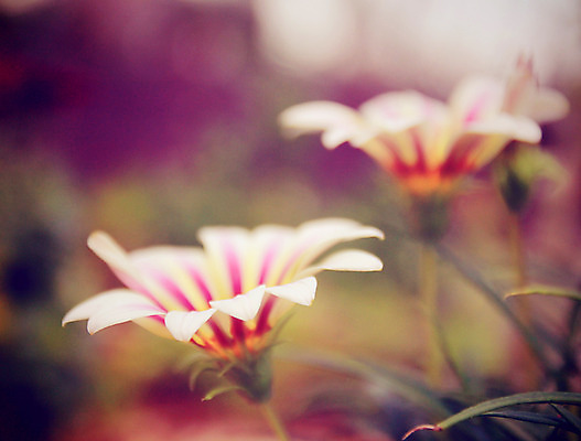 포토 JPG 해외이미지 식물 계절 꽃잎 꽃 줄기 분홍색 백그라운드 패턴 밭 자연 벽지 새로움 사람없음 초록색 햇빛 노란색 침묵 봄 활발 들꽃 수확 성장 흰색 시골 신선 질감 복고 데이지 소셜네트워크 캐모마일 필터 효과 해외202004 해외포토 컬러 컨셉 무늬 농업 태양 소리 허브 생태계 파일형식 이미지허브