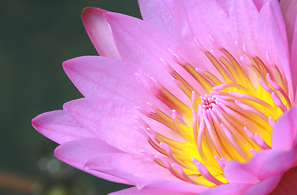 포토 JPG 해외이미지 식물 1 꽃잎 꽃 분홍색 백그라운드 잎 사람없음 야외 물 노란색 벚꽃 신선 우아함 싱글 해외202004 해외포토 자연요소 컬러 컨셉 파일형식 이미지허브