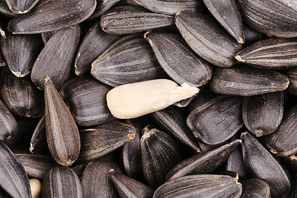 포토 JPG 해외이미지 음식 백그라운드 다이어트 재료 자연 해바라기 건조 건강 씨앗 사람없음 검은색 껍질 흰색 시리얼 유기농 질감 흙더미 해외202004 해외포토 식물 웰빙 꽃 컬러 흙 생태계 파일형식 더미 이미지허브