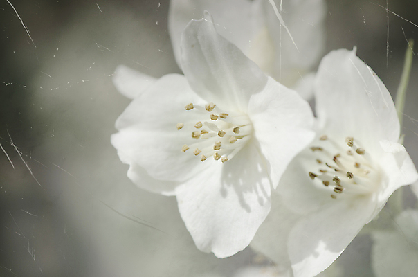 포토 JPG 해외이미지 식물 계절 공원 꽃 야생동물 백그라운드 꽃무늬 밭 자연 잔디 사람없음 초록색 농장 노란색 환경 정원 맑음 봄 성장 벚꽃 흰색 시골 신선 개화 꽃집 스크래치 내추럴 해외202004 해외포토 동물 공공시설 컬러 무늬 농업 날씨 상점 생태계 파일형식 이미지허브