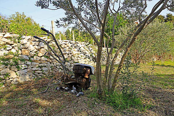 포토 JPG 해외이미지 나무 식물 계절 지구 밭 농업 자연 사람없음 농장 농경지 환경 기계 흙 장비 시골 업무 작업 농부 땅 만취 올리브 먼지 트랙터 엔진 땅바닥 밭일 쟁기 제철소 해외202004 해외포토 직업 열매 산업 바닥 농기계 생태계 특수차량 술취함 파일형식 이미지허브