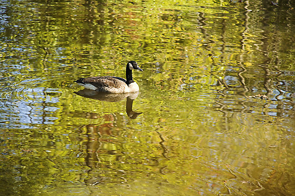 포토 JPG 해외이미지 야생동물 자연 조류 오리 사람없음 물 강 개울 황무지 거위 청둥오리 내추럴 해외202004 해외포토 자연요소 동물 생태계 파일형식 이미지허브