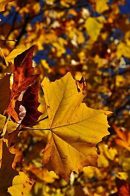 포토 JPG 해외이미지 나무 디자인 계절 공원 백그라운드 잎 패턴 오렌지 자연 사람없음 야외 빨간색 파란색 갈색 가을 나뭇가지 황금 숲 질감 내추럴 해외202004 해외포토 식물 공공시설 컬러 무늬 과일 생태계 파일형식 이미지허브