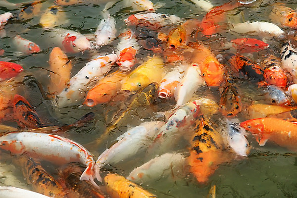 포토 JPG 해외이미지 동물 전통 아시아 호수 야생동물 선 백그라운드 오렌지 학교 자연 저울 어류 동양인 사람없음 장식 빨간색 물 반려동물 컬러풀 정원 일본 수영 중국 침묵 흰색 연못 신선 오픈 입 개울 행운 재산 황금 먹이 원예 금붕어 지느러미 잉어 해외202004 해외포토 자연요소 교육 나라 컬러 컨셉 과일 인종 취미 신체부위 금융 강 수중동물 소리 수상스포츠 생태계 파일형식 이미지허브