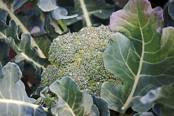 포토 JPG 해외이미지 식물 음식 잎 채소 자연 사람없음 초록색 농작물 신선 브로콜리 순수 묘사 양배추 생태학 숙성 해외202004 해외포토 교육 컬러 컨셉 농업 생태계 파일형식 이미지허브