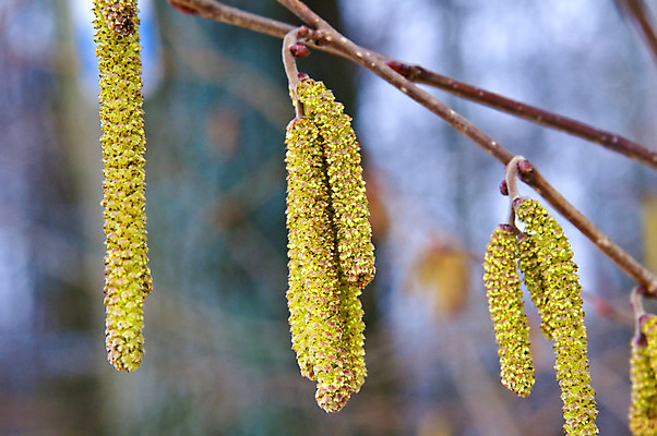 포토 JPG 해외이미지 나무 식물 계절 꽃 음식 백그라운드 잎 겨울 과일 자연 하늘 새로움 건강 씨앗 사람없음 목재 초록색 파란색 갈색 노란색 정원 봄 견과류 벚꽃 가을 흰색 나뭇가지 시골 신선 붓 닫기 숲 관목 묘사 꽃가루 내추럴 알레르기 개암나무 개암 해외202004 해외포토 열매 컬러 컨셉 재료 모션 질병 가루 생태계 파일형식 이미지허브