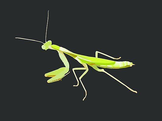 EPS 해외이미지 야생동물 곤충 일러스트 자연 안테나 미술 기도 벌레 그림 팔 해외202004 해외일러스트 동물 통신 문화예술 신체부위 생태계 파일형식 벡터 이미지허브