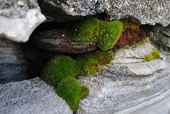 포토 JPG 해외이미지 이끼 사람없음 해외202004 해외포토 파일형식 이미지허브