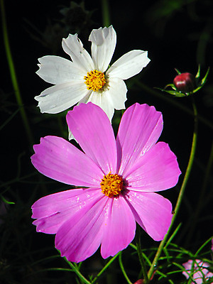 포토 JPG 해외이미지 식물 커플 꽃잎 꽃 분홍색 백그라운드 2 꽃무늬 자연 사람없음 초록색 여름 머리 정원 봄 활발 성장 벚꽃 흰색 개화 오브젝트 코스모스 원예 해외202004 해외포토 계절 컬러 컨셉 무늬 관계 취미 신체부위 생태계 파일형식 이미지허브