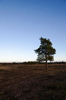 포토 JPG 해외이미지 나무 식물 1 계절 자연 스웨덴 풍경 사람없음 야외 세로 초록색 파란색 우주 환경 나뭇가지 소나무 오픈 고독 싱글 심플 상록수 평야 유일 해외202004 해외포토 감정 컬러 북유럽 생태계 파일형식 이미지허브