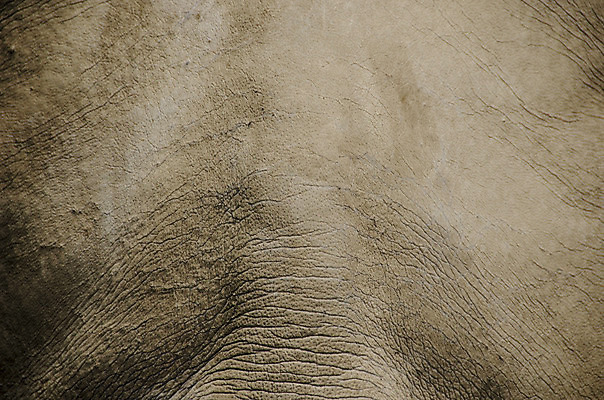 포토 JPG 해외이미지 동물 1 야생동물 백그라운드 포유류 자연 사람없음 야외 가로 회색 거친 피부 묘사 질감 코뿔소 내추럴 해외202004 해외포토 컬러 신체부위 생태계 파일형식 이미지허브