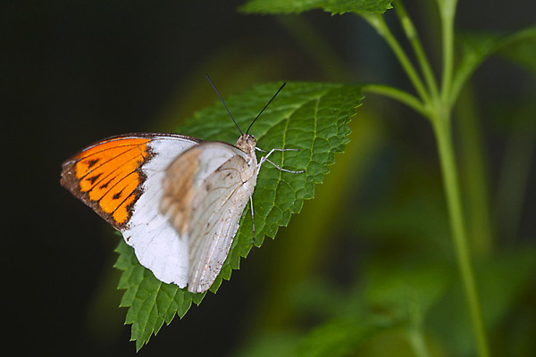포토 JPG 해외이미지 응시 계절 꽃 나비 곤충 백그라운드 꽃무늬 패턴 오렌지 자연 사람없음 초록색 컬러풀 노란색 정원 검은색 봄 흰색 우아함 달콤 내추럴 해외202004 해외포토 식물 동물 시선 컬러 컨셉 무늬 과일 맛 생태계 파일형식 이미지허브