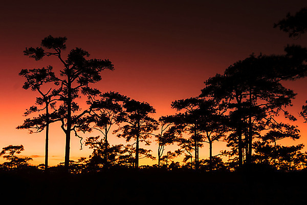 포토 JPG 해외이미지 나무 식물 공원 실루엣 도로 선 바다 분홍색 백그라운드 잎 일러스트 자연 하늘 추상 풍경 사람없음 목재 초록색 물 여름 빛 컬러풀 태양 반사 노란색 일출 어둠 황혼 일몰 안개 가을 흰색 소나무 신용카드 숲 장면 내추럴 수평선 해외202004 해외포토 자연요소 계절 공공시설 길 컬러 무늬 재료 교통시설 날씨 촬영기법 금융 노을 생태계 파일형식 이미지허브