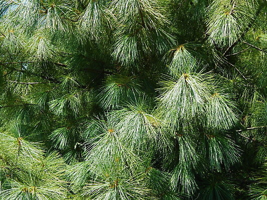 포토 JPG 해외이미지 나무 식물 디자인 공원 백그라운드 자연 풍경 잔디 사람없음 야외 장식 빨간색 초록색 정원 봄 관목 원예 조경 내추럴 심기 해외202004 해외포토 계절 공공시설 컬러 모션 취미 생태계 파일형식 이미지허브