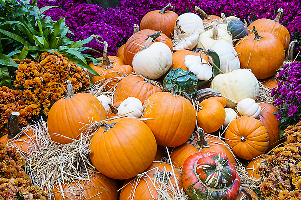 포토 JPG 해외이미지 식물 꽃 농업 채소 오렌지 호박 수박 사람없음 장식 초록색 농작물 농장 할로윈 수확 성장 가을 멜론 11월 유기농 10월 내추럴 조롱박 해외202004 해외포토 웰빙 계절 산업 컬러 과일 날짜 파일형식 이미지허브