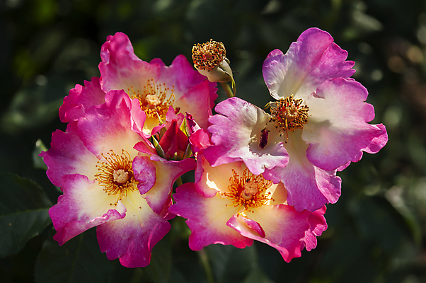 포토 JPG 해외이미지 식물 꽃잎 꽃 백그라운드 꽃무늬 자연 사람없음 컬러풀 장미 정원 봄 신선 5월 묘사 해외202004 해외포토 계절 컬러 무늬 날짜 생태계 파일형식 이미지허브