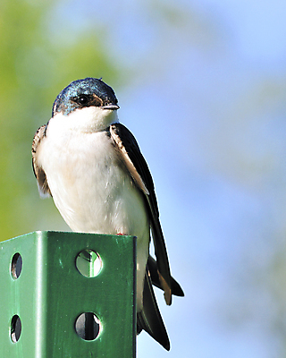 포토 JPG 해외이미지 동물 야생동물 자연 조류 사람없음 제비 동물상 해외202004 해외포토 조형물 생태계 파일형식 이미지허브