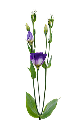 포토 JPG 해외이미지 줄기 잎 실내 사람없음 제비꽃 꽃봉오리 흰배경 해외202004 해외포토 식물 꽃 백그라운드 내부 흰색 파일형식 이미지허브