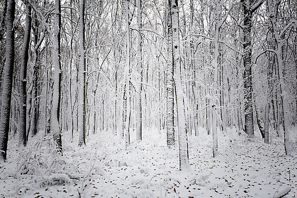 포토 JPG 해외이미지 나무 계절 백그라운드 겨울 자연 휴가 풍경 사람없음 야외 초록색 빛 얼음 검은색 추위 흰색 나뭇가지 소나무 숲 시원함 12월 서리 장면 1월 내추럴 넘어짐 부정적 눈내림 해외202004 해외포토 자연요소 식물 감정 컬러 모션 눈_날씨 날짜 생태계 파일형식 이미지허브