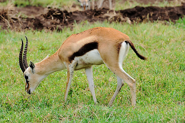 포토 JPG 해외이미지 동물 한마리 응시 야생동물 포유류 아프리카 자연 휴가 뿔 국립공원 서기 사람없음 야외 옆모습 가로 초록색 갈색 신혼여행 고독 사파리 영양 케냐 노려봄 가젤 보호구역 사바나 초식 탄자니아 평야 해외202004 해외포토 1 시선 공원 감정 나라 뷰포인트 컬러 결혼 모션 표정 생태계 구역 파일형식 이미지허브