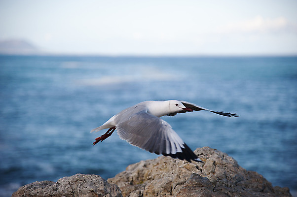 포토 JPG 해외이미지 동물 바다 날개 아프리카 갈매기 조류 사람없음 물 파란색 암초 남아프리카 해외202004 해외포토 자연요소 나라 컬러 파일형식 이미지허브
