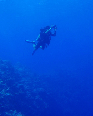 포토 JPG 해외이미지 바다 이집트 사람없음 빨간색 수중 산호 사진사 해외202004 해외포토 컬러 아프리카 자포동물 작가 파일형식 이미지허브