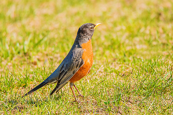 포토 JPG 해외이미지 동물 야생동물 오렌지 자연 조류 사람없음 야외 봄 철새 해외202004 해외포토 계절 과일 생태계 파일형식 이미지허브