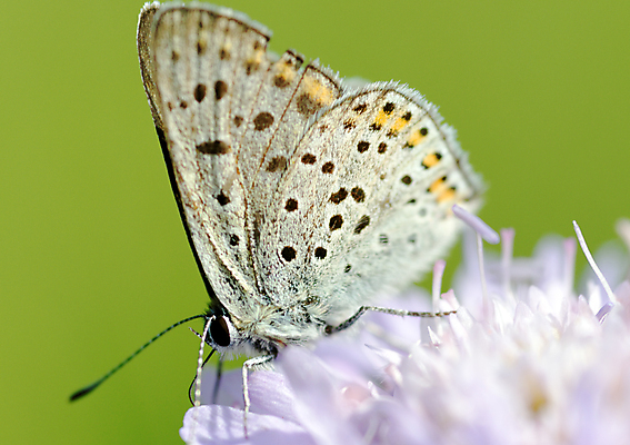 포토 JPG 해외이미지 꽃 나비 곤충 자연 사람없음 해외202004 해외포토 식물 동물 생태계 파일형식 이미지허브