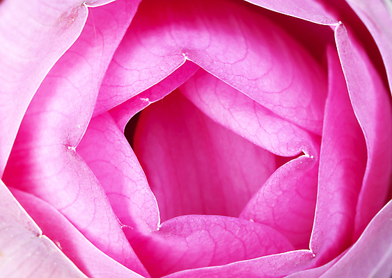 포토 JPG 해외이미지 식물 꽃잎 꽃 분홍색 백그라운드 꽃무늬 패턴 자연 연꽃 사람없음 여름 컬러풀 평화 보라색 벚꽃 흰색 개화 우아함 닫기 떨어짐 백합 묘사 명상 싱글 내추럴 고립 이국적 해외202004 해외포토 계절 컬러 컨셉 무늬 모션 생태계 파일형식 이미지허브