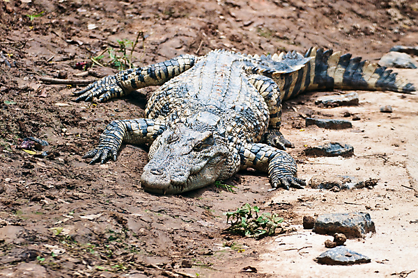포토 JPG 해외이미지 동물 계절 공원 아시아 야생동물 여행 신발 가방 파충류 태국 자연 휴가 사람없음 초록색 머리 추위 신혼여행 분노 입 호주 치아 위험 무서움 가죽 땅 피부 눈물 속도 도마뱀 쇼 육식동물 악어 라오스 사냥꾼 남쪽 거짓말 해외202004 해외포토 직업 잡화 공공시설 감정 나라 컬러 결혼 컨셉 신체부위 소화기관 오세아니아 방향 생태계 파일형식 이미지허브