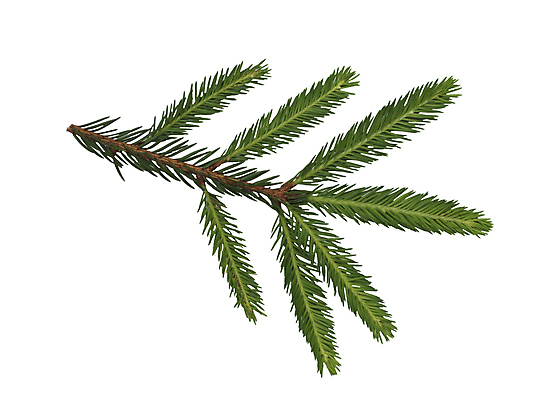 포토 JPG 해외이미지 나무 식물 계절 백그라운드 잎 크리스마스 겨울 공 자연 휴가 새로움 사람없음 장식 초록색 흰색 나뭇가지 축하 신선 소나무 연도 상록수 침엽수 전나무 내추럴 가문비나무 해외202004 해외포토 기념일 컬러 컨셉 생태계 파일형식 이미지허브