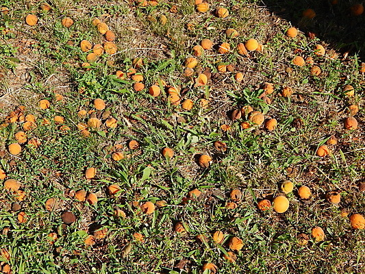 포토 JPG 해외이미지 식물 음식 백그라운드 농업 다이어트 토마토 채소 과일 재료 자연 건강 사람없음 목재 빨간색 초록색 바구니 정원 수확 흰색 신선 유기농 날것 채식주의자 해외202004 해외포토 나무 웰빙 산업 컬러 생태계 채식 파일형식 이미지허브