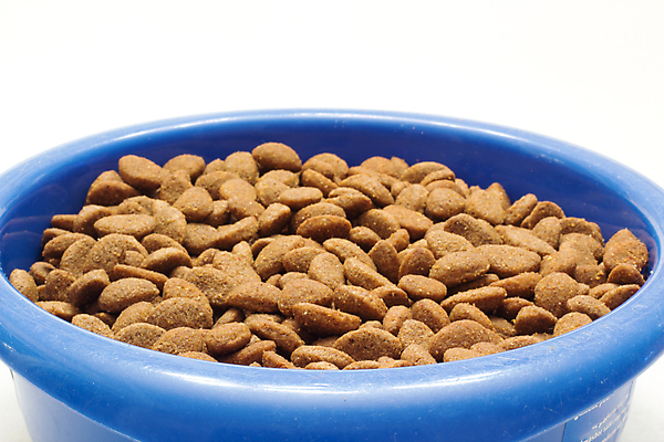 포토 JPG 해외이미지 음식 다이어트 건조 건강 사람없음 개 맛 수의사 해외202004 해외포토 컨셉 포유류 의사 파일형식 이미지허브