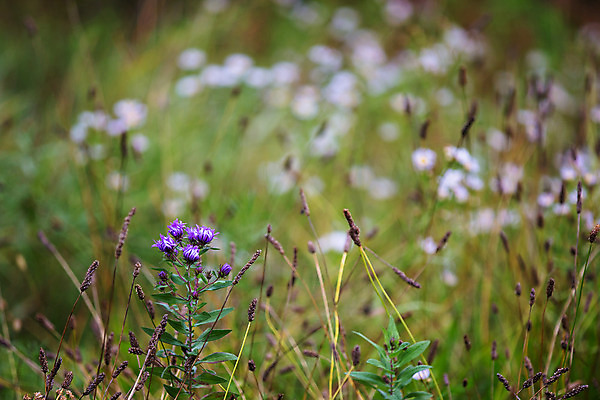 포토 JPG 해외이미지 식물 꽃 꽃무늬 밭 농업 자연 풍경 사람없음 야외 환경 보라색 봄 들꽃 벚꽃 시골 잡초 개화 황무지 보케 장면 내추럴 블러 해외202004 해외포토 계절 산업 컬러 무늬 생태계 파일형식 이미지허브
