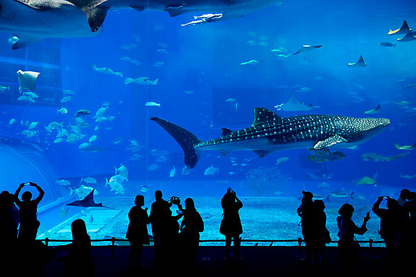포토 JPG 해외이미지 전신 실루엣 실내 어류 사람 여러명 파란색 수중 군중 수족관 아쿠아리움 고래상어 해외202004 해외포토 컬러 다수 촬영기법 내부 수중동물 상어 파일형식 이미지허브