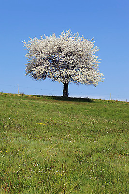 포토 JPG 해외이미지 나무 계절 꽃 선 캠페인 과일 자연 풍경 사람없음 농경지 봄 흰색 시골 숲 평야 해외202004 해외포토 식물 컬러 농장 생태계 파일형식 이미지허브