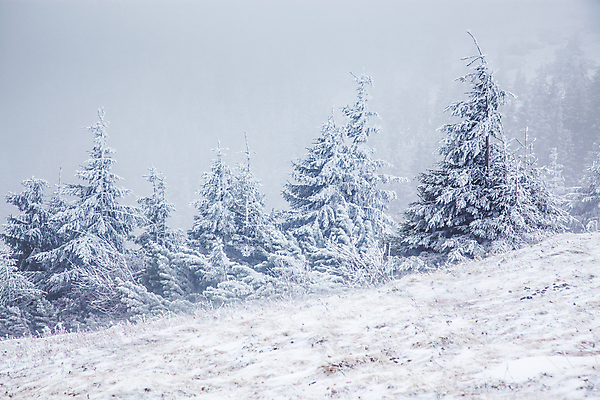 포토 JPG 해외이미지 나무 계절 행복 여행 백그라운드 크리스마스 겨울 자연 하늘 날씨 휴가 새로움 산 기념 요정 국립공원 풍경 사람없음 야외 파란색 빛 태양 얼음 축제 추위 흰색 축하 소나무 눈송이 숲 12월 연도 서리 전나무 루마니아 1월 폭설 눈내림 해외202004 해외포토 자연요소 식물 공원 기념일 감정 유럽 컬러 컨셉 눈_날씨 날짜 자연재해 생태계 파일형식 이미지허브
