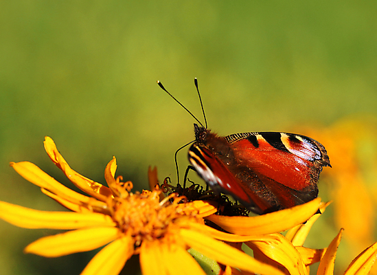 포토 JPG 해외이미지 동물 계절 꽃 유럽 야생동물 나비 곤충 날개 오렌지 자연 안테나 사람없음 빨간색 초록색 여름 컬러풀 노란색 흰색 공작 수집 꿀 동물상 해외202004 해외포토 식물 나라 컬러 과일 통신 조류 조형물 생태계 파일형식 이미지허브