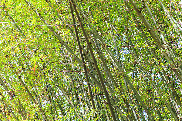 포토 JPG 해외이미지 나무 식물 아시아 문화 선 줄기 백그라운드 잎 패턴 태국 자연 벽지 동양인 사람없음 야외 목재 장식 초록색 환경 정원 일본 중국 성장 나뭇가지 신선 숲 대나무 유기농 원예 질감 내추럴 생태학 해외202004 해외포토 웰빙 교육 나라 컬러 무늬 재료 인종 취미 생태계 파일형식 이미지허브