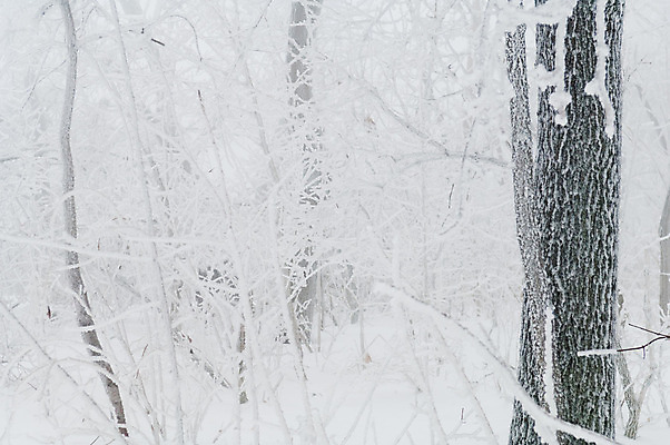 포토 JPG 해외이미지 모양 나무 계절 공원 겨울 패턴 표면 사람없음 야외 빛 냉동 얼음 젖음 추위 흰색 물방울 나뭇가지 투명 액체 떨어짐 숲 위험 크리스탈 질감 서리 1월 2월 주목 눈내림 해외202004 해외포토 자연요소 식물 공공시설 컬러 컨셉 무늬 눈_날씨 날짜 광석 파일형식 이미지허브